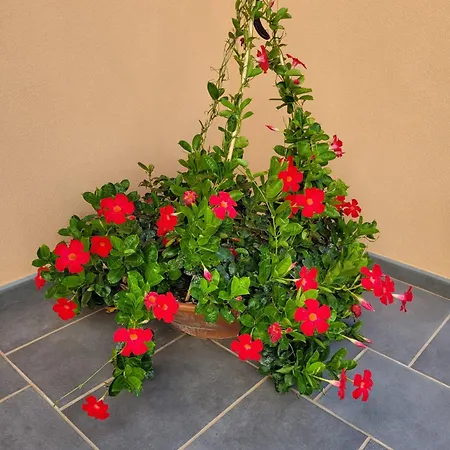 Luigi E Rachele Gasthuis Ravello